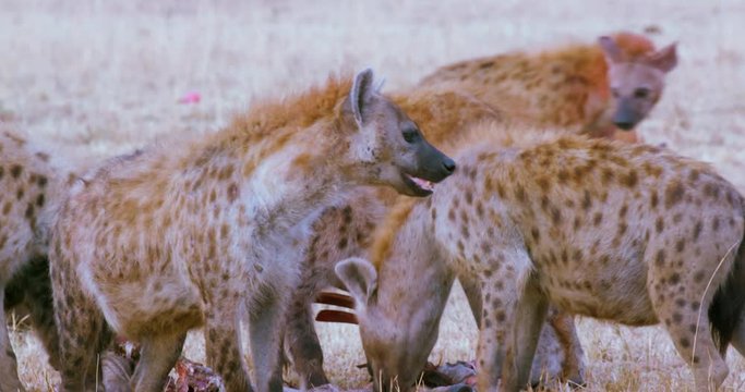 Spotted Hyenas With Kill; Maasai Mara 5th Sept 16; Maasai Mara, Kenya, Africa