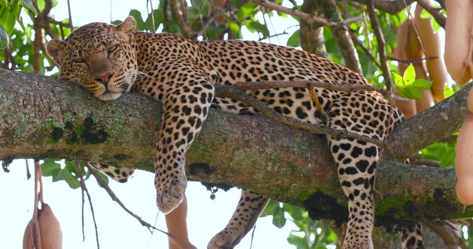 Leopard Laying In Sausage Tree; Maasai Mara Day 4; Maasai Mara, Kenya, Africa