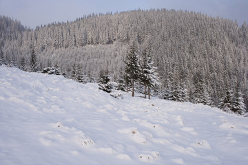 Carpathians Mountains in the winter covered with snow