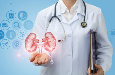 Doctor urologist shows kidneys .