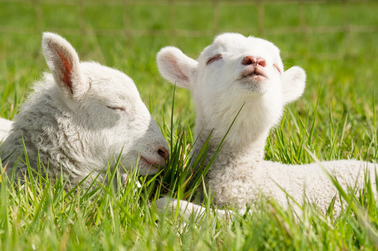 4 Servietten ~ Schafe mit Lämmer im Frühling Lamm Ostern Lämmchen