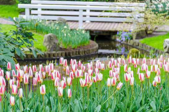 Tulips and a bridge in Keukenhof garden, Netherlands