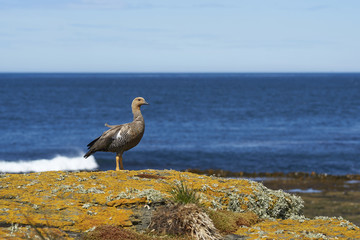 Female Upland Goose (Chloephaga picta leucoptera) on a colourful lichen covered cliff on Bleaker Island in the Falkland Islands.
