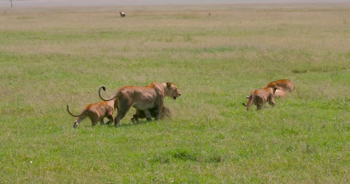 2 Lionesses & Lion Cubs