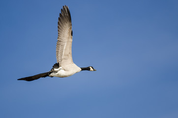 Lone Canada Goose Flying in a Blue Sky