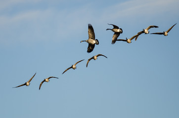 Flock of Canada Geese Flying in a Blue Sky