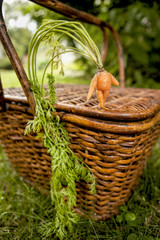 Anthropomorphic Carrot girl