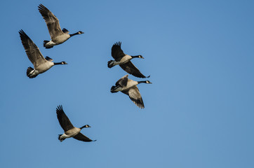 Flock of Canada Geese Flying in a Blue Sky