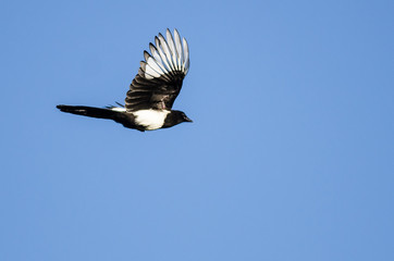 Black-Billed Magpie Flying in a Blue Sky
