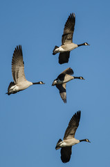 Flock of Canada Geese Flying in a Blue Sky