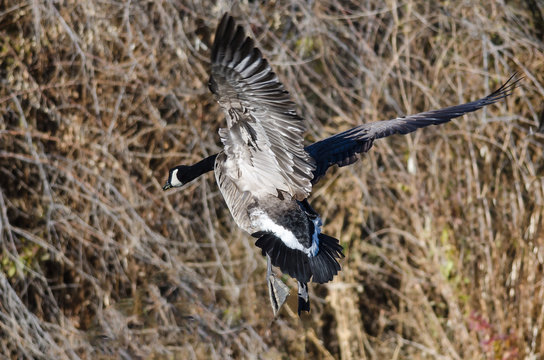 Canada Geese Landing in the Wetlands