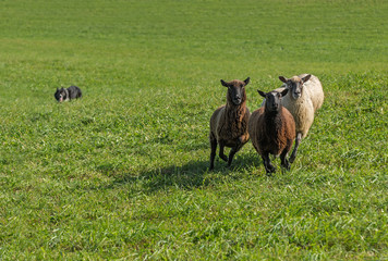 Naklejka na ściany i meble Group of Sheep (Ovis aries) with Stock Dog in Background