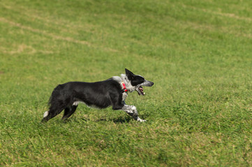 Sheep Dog Runs Right Mouth Open