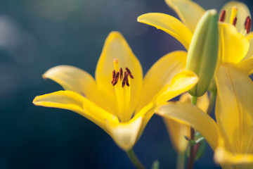 Beautiful yellow lilies