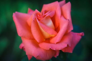 Beautiful pink rose