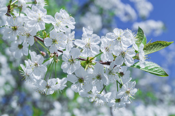 blooming white flowers in the spring cherry twigs