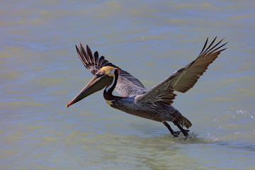 Pelican, male, take off, Sanibel Island, Florida, USA