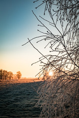 Raureif am Sträuchern an einem frostigen Wintermorgen, Sonnenaufgang