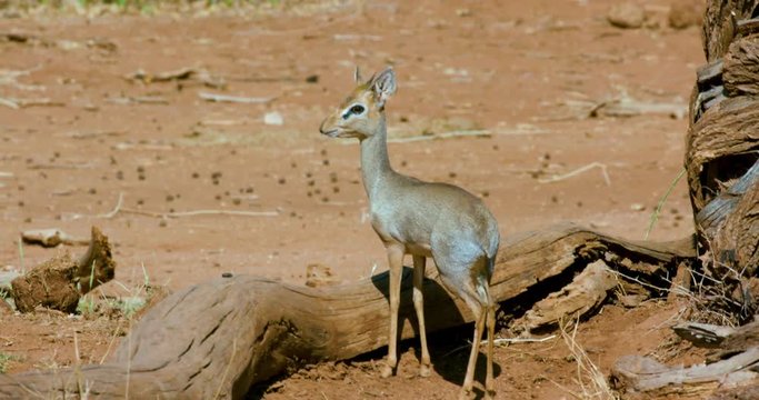 Kirk'S Dik-Dik Observing; Samburu 14 October 2016 Am; Samburu, Kenya, Africa