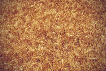 Campo de trigo