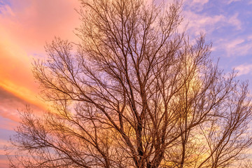 Obraz na płótnie Canvas Winter Tree - A back-lit close-up view of a bare winter tree against colorful sunset sky.