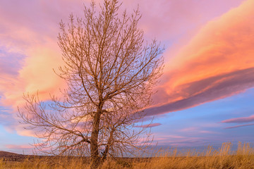 Obraz na płótnie Canvas Winter Sunset - A bare tree standing on the top of a high hill, against colorful winter sunset sky. Bear Creek Park, Denver-Lakewood, Colorado, USA.