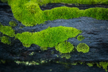 mossy log