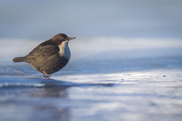 Dipper