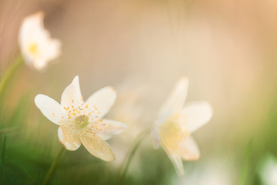 Wood Anemone