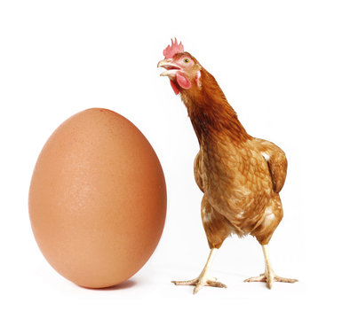 Gallina y huevo grande sobre fondo blanco.