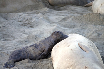 Fototapeta premium Female elephant seal with infant pup nursing on a beach in California. Pups nurse about four weeks are weaned abruptly then abandoned by their mother, who heads out to sea within days.