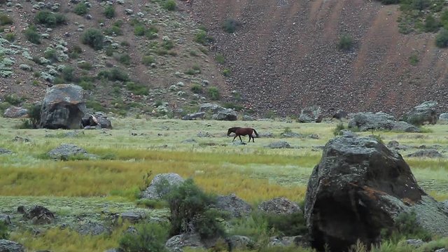 American Wild Horse Grazed In A Wild Highland Place