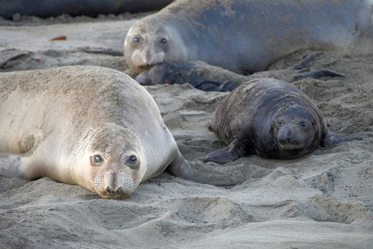Elephant seal laying on a beach, mother and baby laying face to face looking towards viewer. Elephant seals take their name from the large proboscis of the adult male, which resembles an elephant