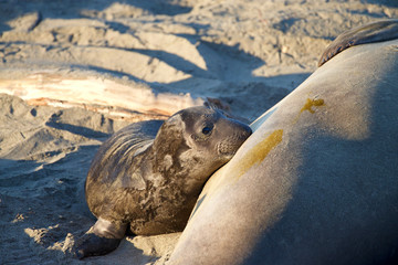 Female elephant seal with days old infant pup on a beach in California. Pups nurse about four weeks are weaned abruptly then abandoned by their mother, who heads out to sea within  days.