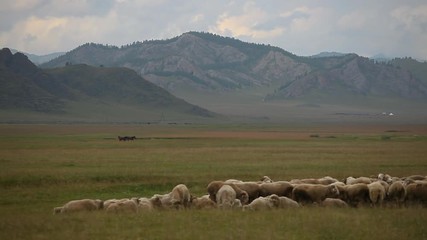 Mongolian Shepherd Horses And Flock Of Sheeps