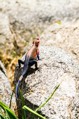 Male Mwanza flat-headed rock agama (Agama mwanzae) or the Spider-Man agama in the family Agamidae,  with bright red or violet head, neck, and shoulders and dark blue body in Serengeti, Tanzania