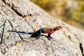 Male Mwanza flat-headed rock agama (Agama mwanzae) or the Spider-Man agama in the family Agamidae,  with bright red or violet head, neck, and shoulders and dark blue body in Serengeti, Tanzania