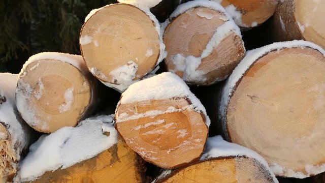 Snow-covered pile of logs