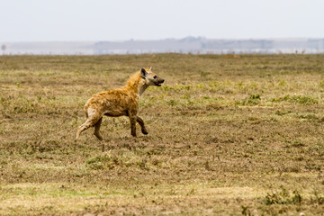 The spotted hyena (Crocuta crocuta), also known as the laughing hyena is a species of hyenas or hyaenas feliform carnivoran mammals of the family Hyaenidae in Serengeti ecosystem, Tanzania