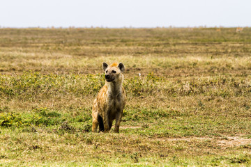 The spotted hyena (Crocuta crocuta), also known as the laughing hyena is a species of hyenas or hyaenas feliform carnivoran mammals of the family Hyaenidae in Serengeti ecosystem, Tanzania