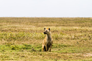 The spotted hyena (Crocuta crocuta), also known as the laughing hyena is a species of hyenas or hyaenas feliform carnivoran mammals of the family Hyaenidae in Serengeti ecosystem, Tanzania