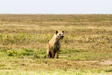 The spotted hyena (Crocuta crocuta), also known as the laughing hyena is a species of hyenas or hyaenas feliform carnivoran mammals of the family Hyaenidae in Serengeti ecosystem, Tanzania