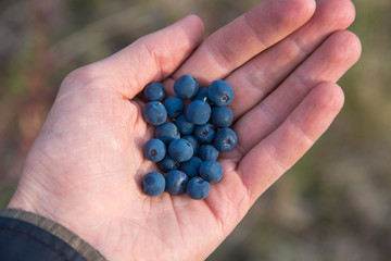 Hand holding freshly picked wild blueberries