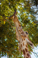Close up of a captive Giraffe with its tongue sticking out and grabbing for leaves on a branch.
