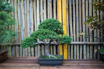 Foto auf Acrylglas Bonsai Schöner kleiner Kiefern-Bonsai-Baum im Tontopf auf Holzoberfläche