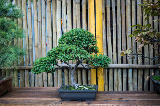 Beautiful little pine bonsai tree in clay pot on wooden surface