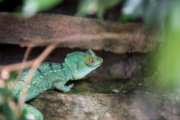 Close-up of Reptile, Green Iguana on a branch of tree