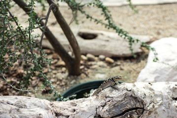 Sceloporus magister (Desert Spiny Lizard) on the tree trunk