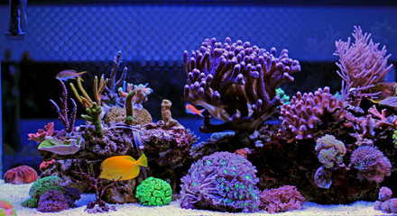 Coral reef aquarium tank scenic moment