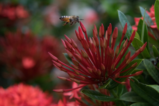 West Indian Jasmine Flower Bloom Closeup with Bumble Bee